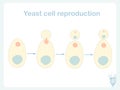 Yeast cell reproduction scheme. Stock vector illustration for biological education